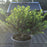 Holly, Hoogendorn Holly
