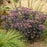 Sedum 'Back In Black'  - Rock 'N Grow® Back In Black Stonecrop