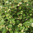 Holly, Berry Poppins® Winterberry