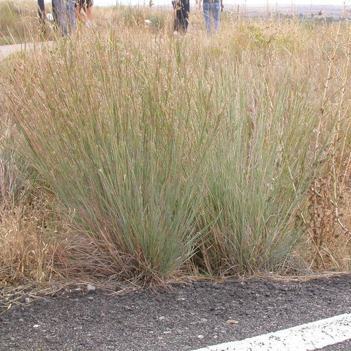 Grass, Ha Ha Tonka Little Bluestem