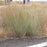 Grass, Ha Ha Tonka Little Bluestem