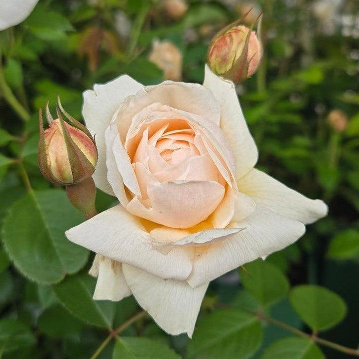 Rose, Windermere Rose