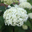 Hydrangea, Annabelle Mophead Hydrangea