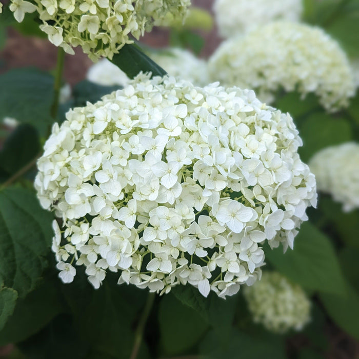 Hydrangea, Annabelle Mophead Hydrangea