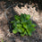 Hydrangea, LA Dreamin'® Hydrangea