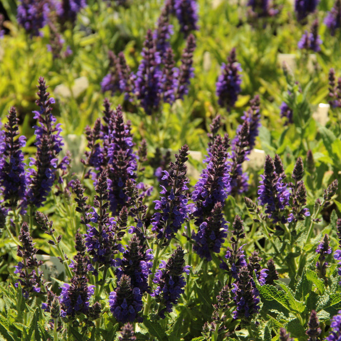 Salvia nemorosa 'Haeumanarc'  - Marcus® Meadow Sage