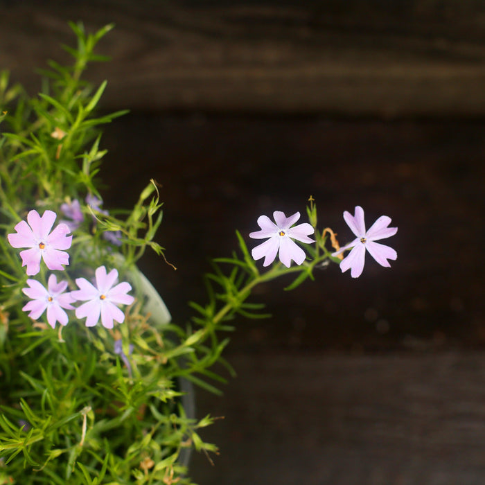 Phlox, Emerald Blue Creeping Phlox