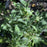 Lamb's Ear, Giant Lamb's Ear