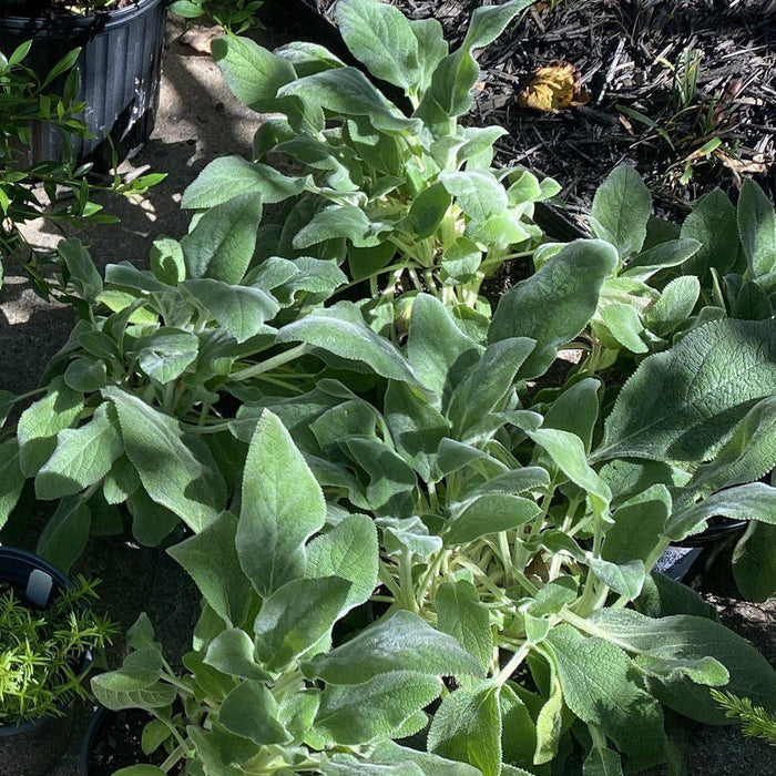 Lamb's Ear, Giant Lamb's Ear