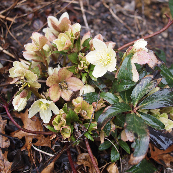 Hellebore, HGC® Champion Lenten Rose