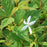 Porteranthus trifoliatus  - Bowman's Root