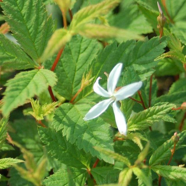Porteranthus trifoliatus  - Bowman's Root