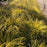 Sedge, EverColor® Everillo Sedge