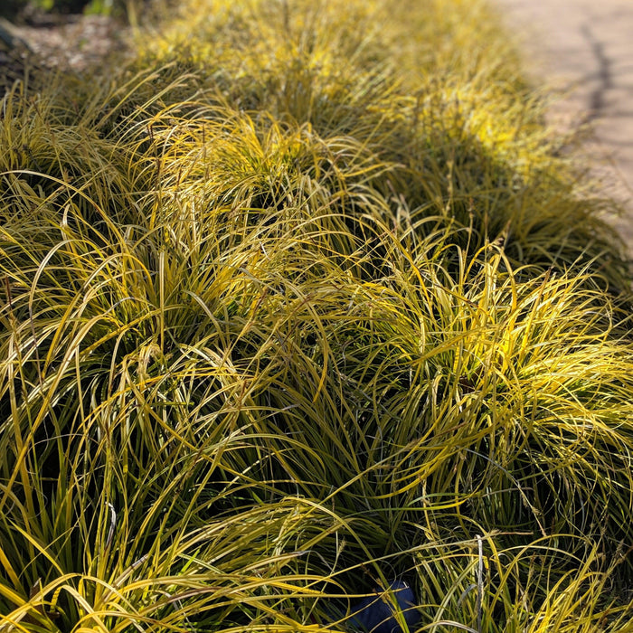 Sedge, EverColor® Everillo Sedge