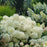 Hydrangea, PW® Puffer Fish® Hydrangea