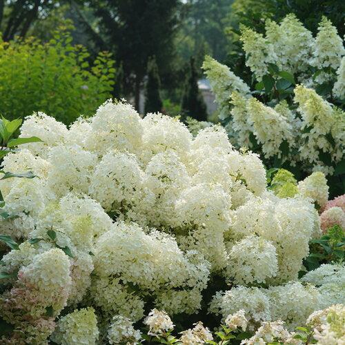 Hydrangea, PW® Puffer Fish® Hydrangea
