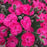 Dianthus, Glamour Time™ Dianthus