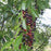 Cherry, Black Cherry