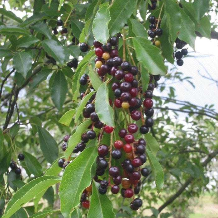 Cherry, Black Cherry