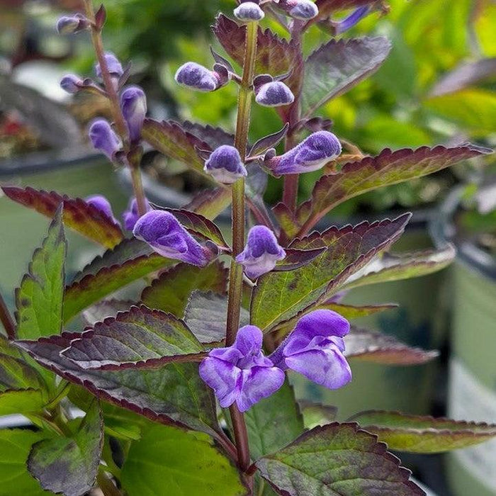Skullcap, Appalachian Blues Skullcap
