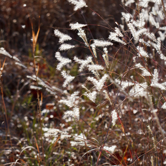 Grass, Black Mountain Bluestem