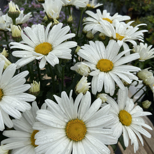 Shasta Daisy, Amazing Daisies® Daisy May® Shasta Daisy