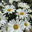 Leucanthemum superbum ’Daisy Duke’  - Amazing Daisies® Daisy May® Shasta Daisy