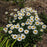 Shasta Daisy, Snowcap Shasta Daisy