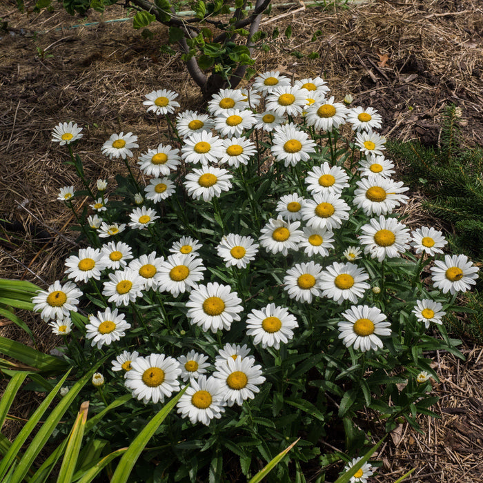 Shasta Daisy, Snowcap Shasta Daisy