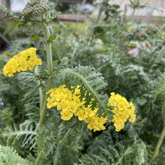 Yarrow, Firefly Sunshine Yarrow