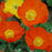 Poppies, Garden Gnome Poppies