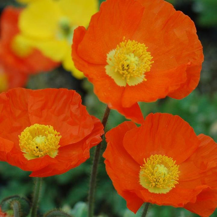 Poppies, Garden Gnome Poppies
