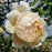 Rose, Wollerton Old Hall Rose