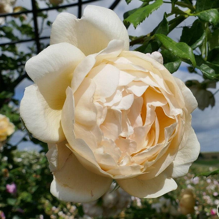 Rose, Wollerton Old Hall Rose