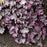 Coral Bells, Northern Exposure™ Purple Heuchera