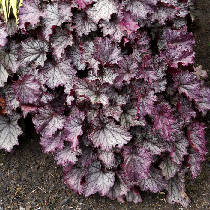 Coral Bells, Northern Exposure™ Purple Heuchera