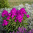 Phlox, Luminary® Ultraviolet Phlox
