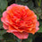 Rose, Showpiece™ Orange Rose