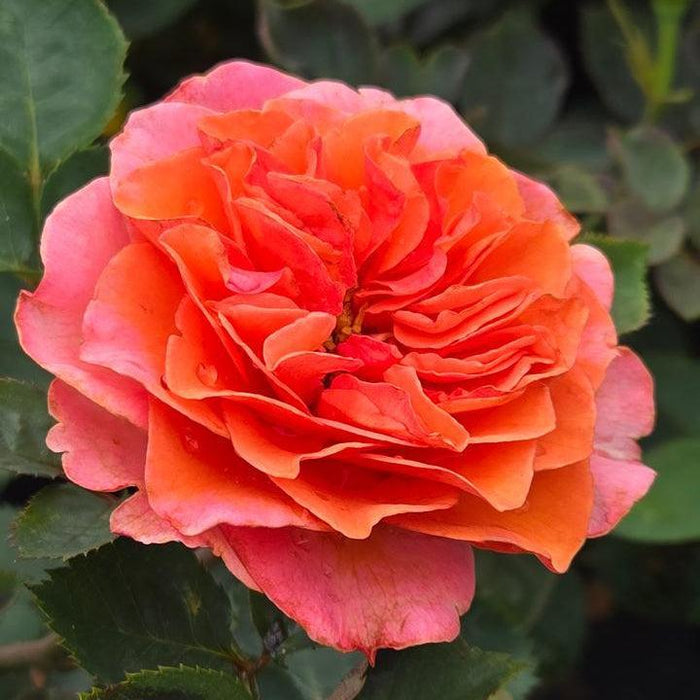 Rose, Showpiece™ Orange Rose