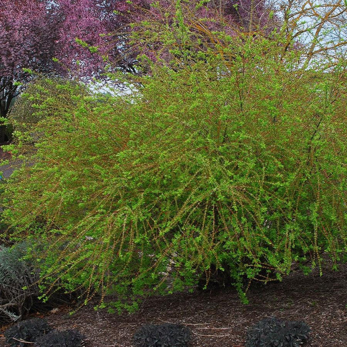 Willow, Dappled Willow