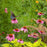 Coneflower, Color Coded® The Fuchsia is Bright Echinacea