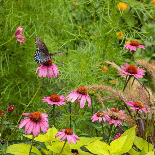 Coneflower, Color Coded® The Fuchsia is Bright Echinacea