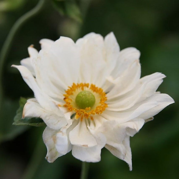 Anemone, Whirlwind Anemone