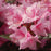 Rhododendron, Aglo Rhododendron