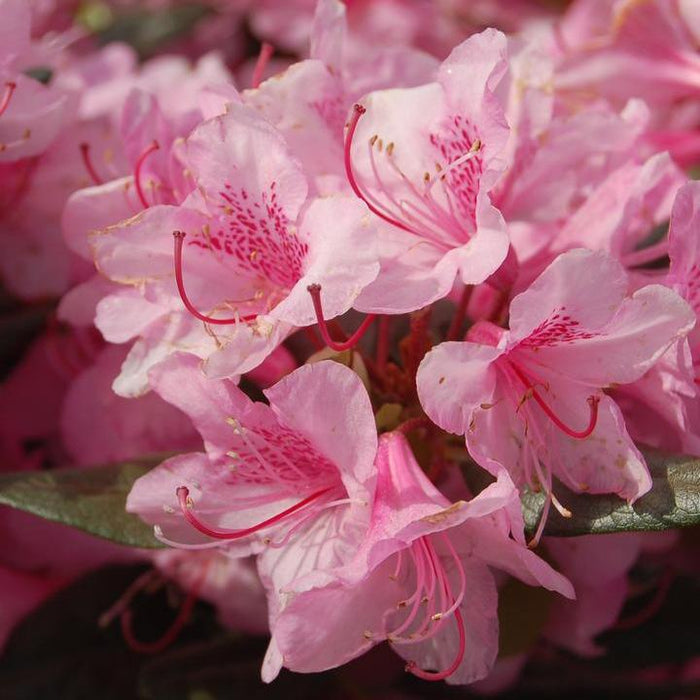 Rhododendron, Aglo Rhododendron