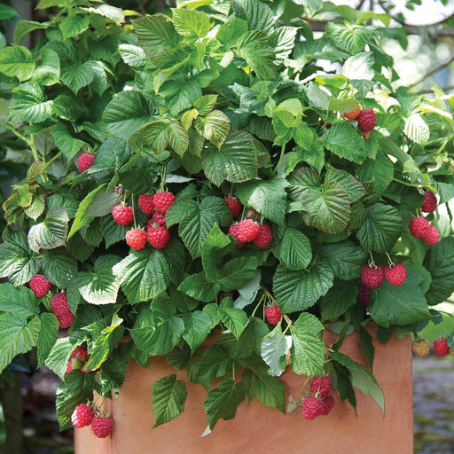 Raspberry, Shortcake® Raspberry