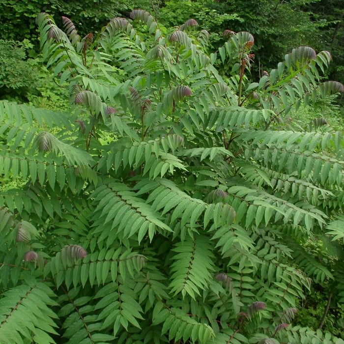 Sumac, Smooth Sumac