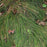 Sedge, Bristle-leafed Sedge