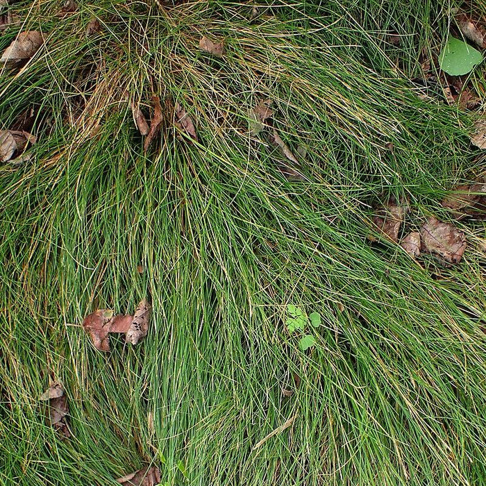 Sedge, Bristle-leafed Sedge