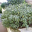 Sage, Garden Sage